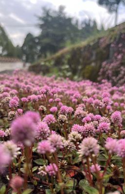 粉團(tuán)花紅 騰越水泥